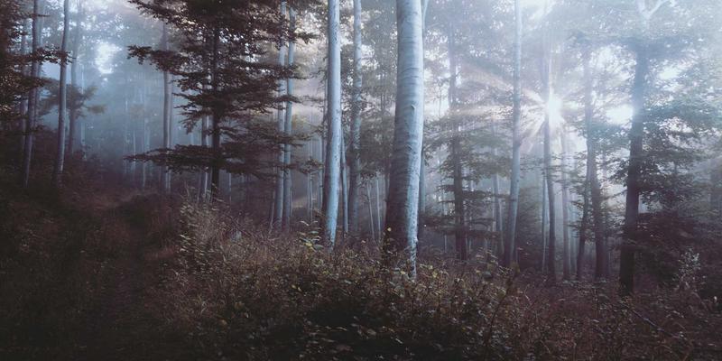 心脏健康的隐形守护者：Omega-3脂肪酸的深海食物来源与科学补充策略