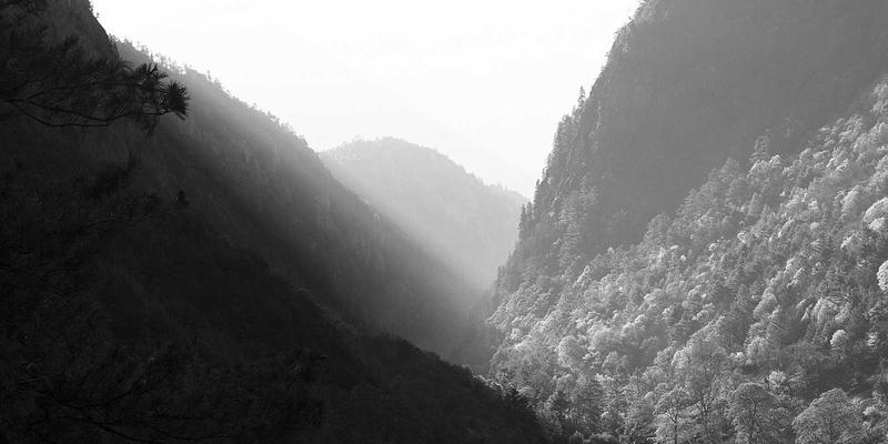 肠道菌群平衡：从饮食调理到益生元补充，康龙派教你打造健康消化系统的完整方案